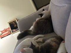 -瑞派名望志远动物医院·猫科·內科·异宠专科(直港大道店)