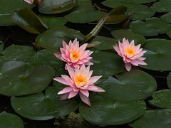 -深圳国际园林花卉博览园