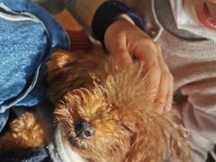 -more than meow吴止猫主题餐厅(承德 中船汇店)