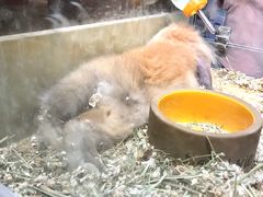 -鲜芋仙(群光广场店)
