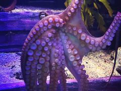 -悉尼海洋生物水族馆