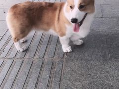 -宠福鑫康馨动物医院·骨科·眼科