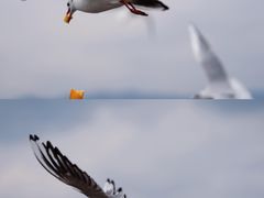 -海埂大坝
