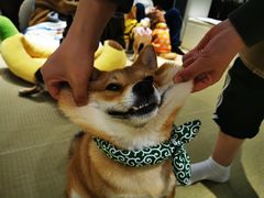-逗柴咖啡屋·狗咖猫咖宠物桌游