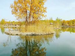 -金塔沙漠胡杨林景区