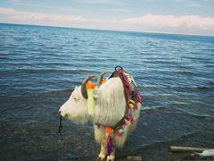 -青海湖国家重点风景名胜区