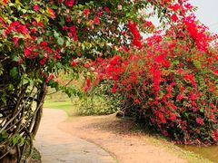 -中国科学院西双版纳热带植物园