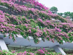 -深圳仙湖植物园