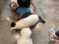 -瞄一喵猫咖(格力海岸店)