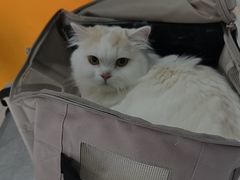 -瑞派福兴宠物医院犬猫全科·骨科·中西医结合(河东店)