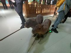 -萌宠奇缘