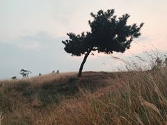 -恋山坝上草原