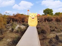 -金塔沙漠胡杨林景区