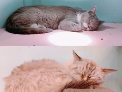 -猫小院猫主题餐厅(三里屯店)