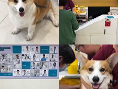-美联众合动物医院·24h京西诊疗中心