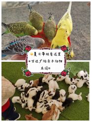 点击看大图 -萌宠亲子动物乐园(槐房万达店)