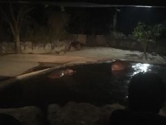 -清迈夜间动物园