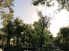 -金塔沙漠胡杨林景区