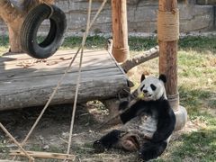 -石家庄市动物园