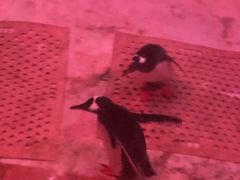 -暹罗海洋世界