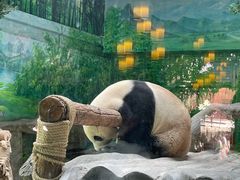 -灵玲国际马戏城