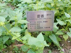 -广州神农草堂中医药博物馆
