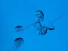 -芜湖新华联大白鲸海洋公园