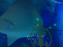 -烟台海昌鲸鲨海洋公园