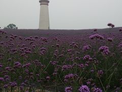 -紫颐香薰山谷景区