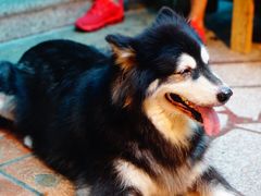 -老宅原住民沙茶面精品小吃(龙头路店)