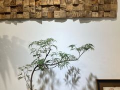 -自由生长植物工作室(深港花卉中心店)
