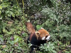 -都江堰中华大熊猫苑