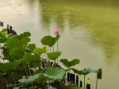 -荔湾湖公园