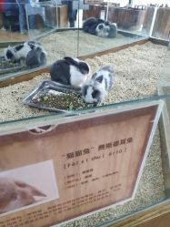 -未来动物城主题公园(正弘城店)