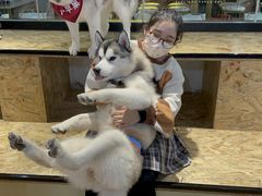 -Husky Go! 哈士奇体验馆·宠物咖啡厅狗咖