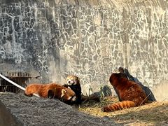 -临沂动植物园