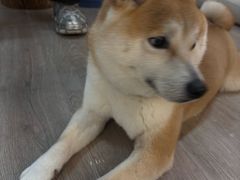 -柴迷FANS CLUB·柴犬狗咖·猫咖
