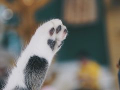 -飞行喵MR PILOT|猫舍·猫咖(静安大融城店)