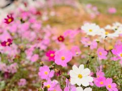 -天适樱花悠乐园