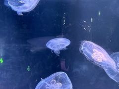 -欢乐海岸海洋奇梦馆