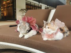 -T館·花园艺术餐厅