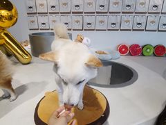 -柴务处·柴犬主题狗咖