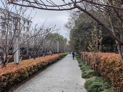 -高东镇樱花园