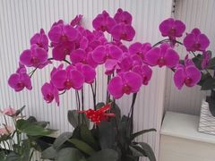 -西部兰花园生态园