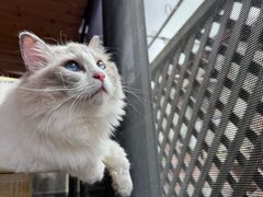 -MOCHA明星猫咖(田子坊店)