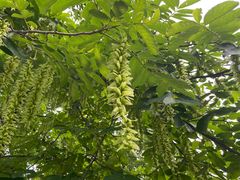 -重庆市江北嘴中央商务区中央公园