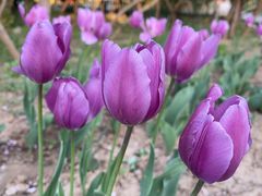 -石家庄市植物园