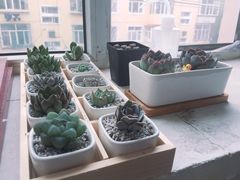 -哈尔滨道外花鸟鱼市场