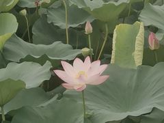-长兴太湖图影湿地文化园
