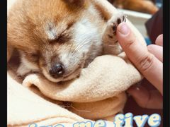 -逗柴咖啡屋·狗咖猫咖宠物桌游